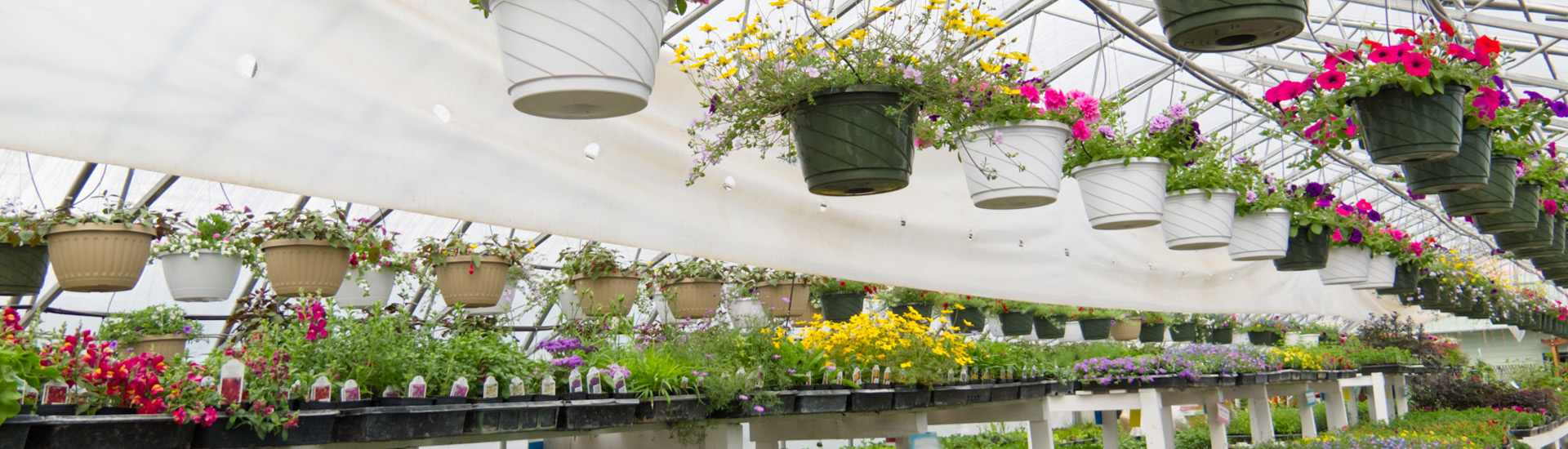 Flowers in a Nursery